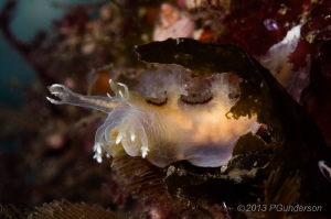 A little lunch perhaps. Dendronotus subramosus by Pat Gunderson 